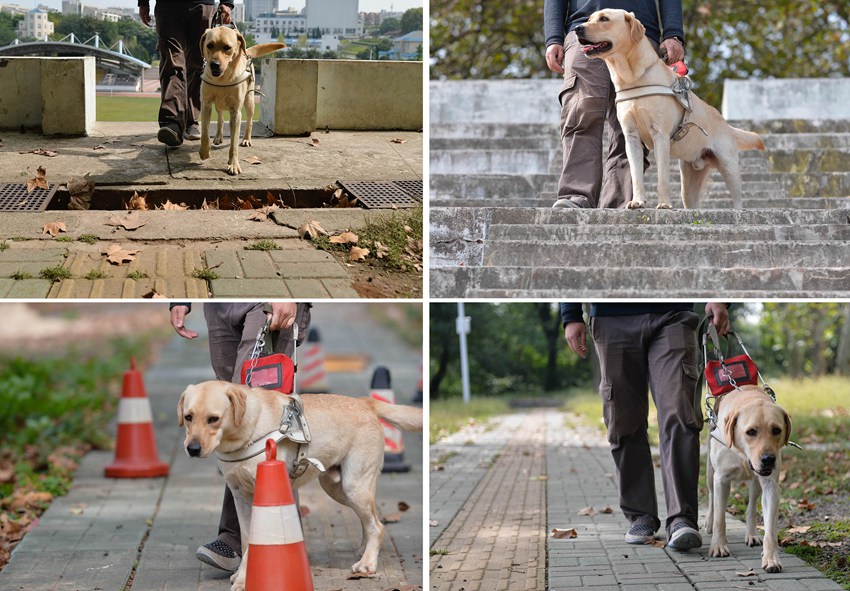 ‘You are my eyes’ - Guide dogs badly needed in China