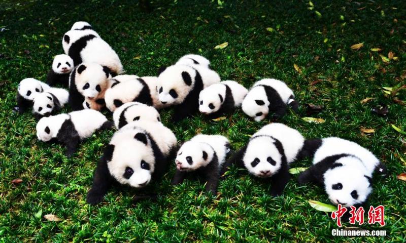 Twin Panda? Cubs Show up in Pairs