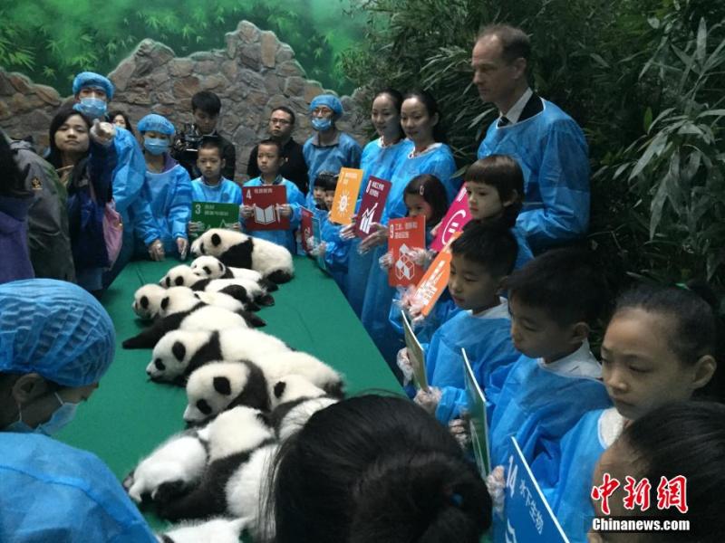 Twin Panda? Cubs Show up in Pairs