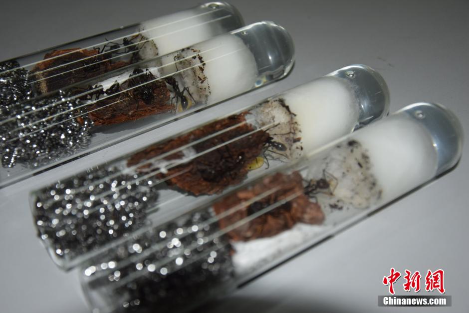Sichuan Customs intercept 800 live ants 