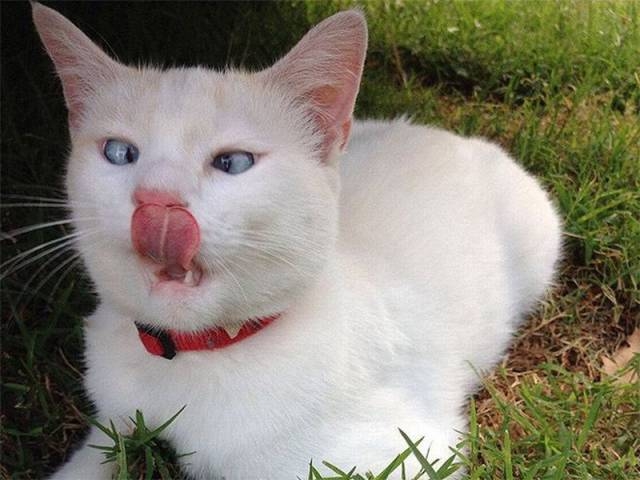 Cute animals keep you laughing