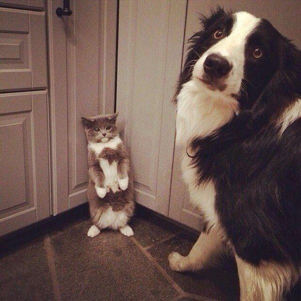 Awkward moments of cats