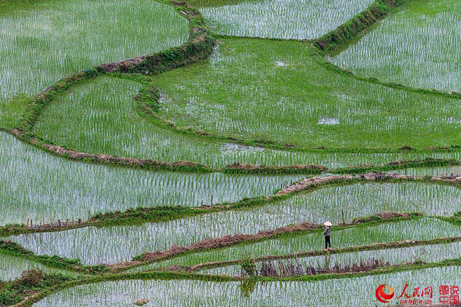 Beautiful Kapok flowers bloom in Hainan
