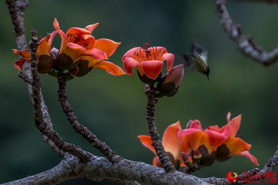 Beautiful Kapok flowers bloom in Hainan
