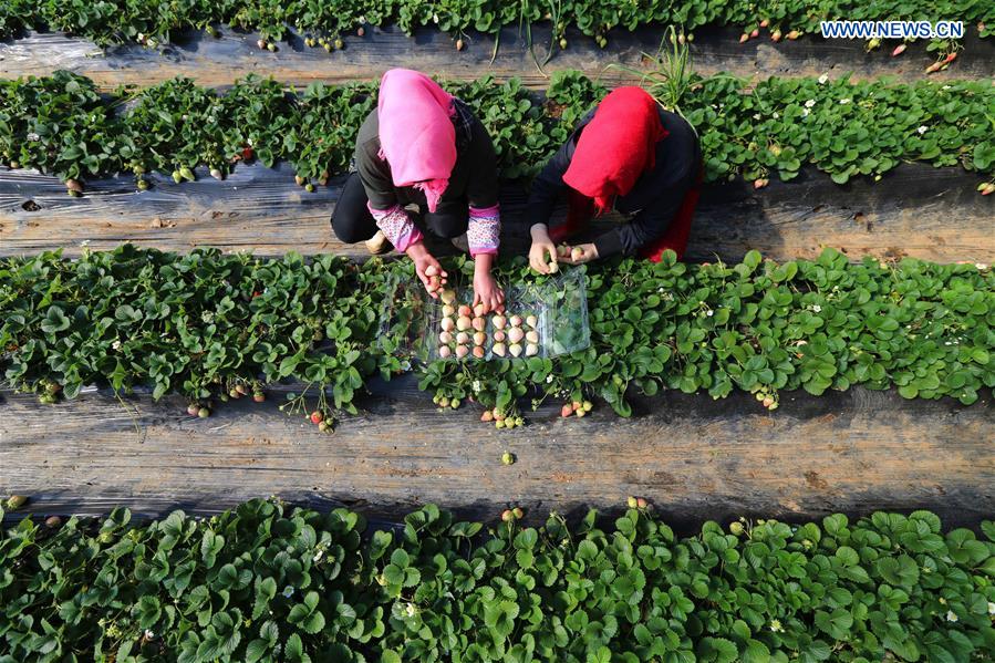White strawberry becomes a new hit in ?China