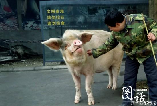 Hero pig to be preserved after death