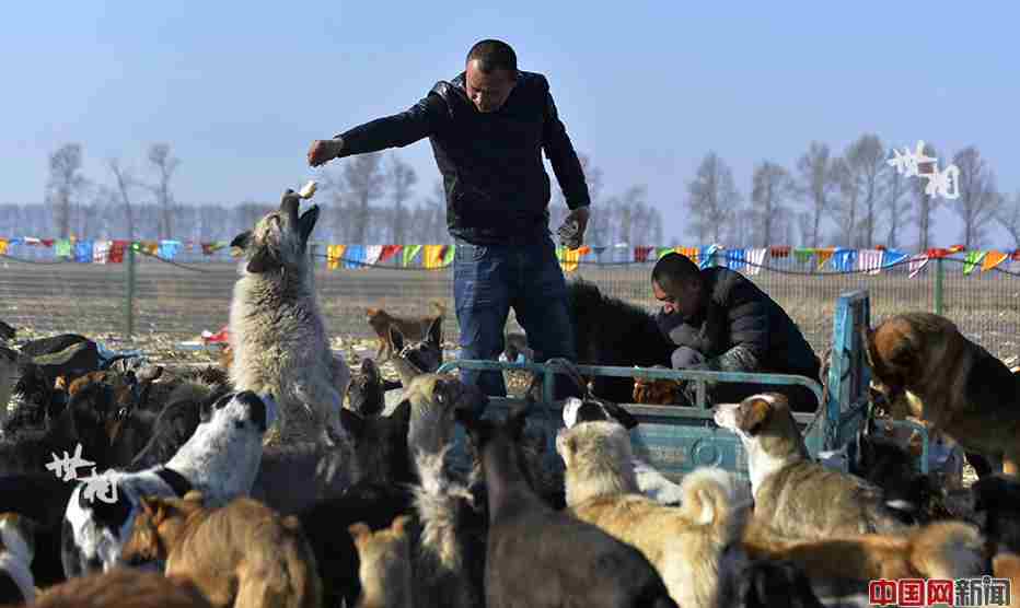 Man rescues over 5,000 abandoned dogs in three years