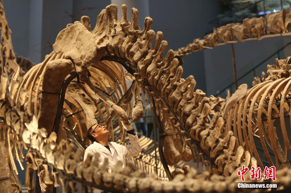 'Beauticians'of dinosaur fossils