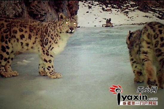 Extremely Rare: 20 Snow ?Leopard? Captured by Camera Traps in NW China