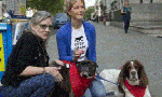 Local dog meat festival shouldn’t be canceled forcefully