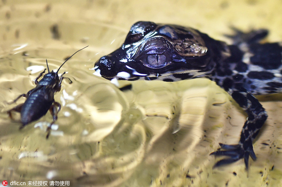 First baby dwarf crocodiles hatched in the U.K. in 18 years
