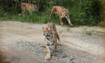 Beijing safari park is 'liable' in fatal tiger attack: lawyer