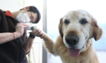 Fur babies in China are living luxurious lifestyles, which include specialty treats, personal wardrobes and their own rooms