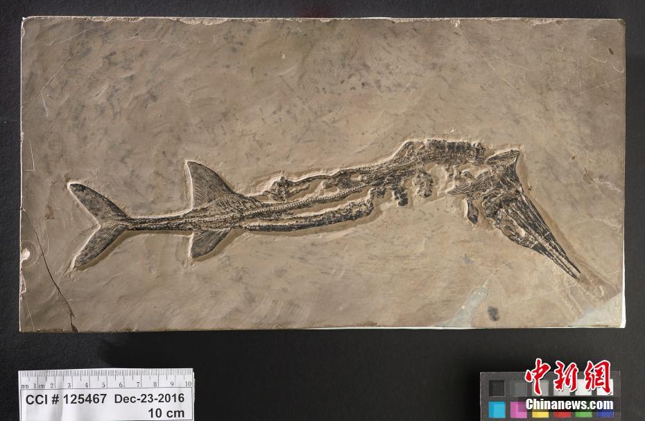 Canada returns cultural relics and fossils to China