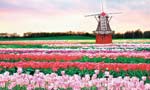 Chasing the world's prettiest flowers