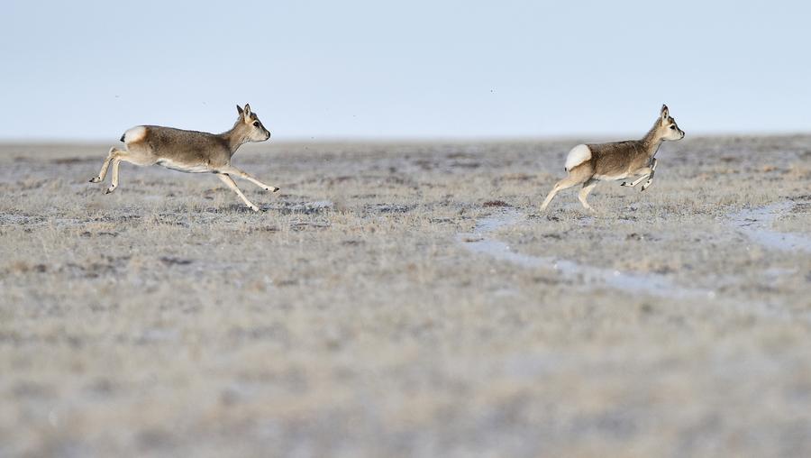 Chinese Qinghai Hoh Xil enters world heritage list as natural site