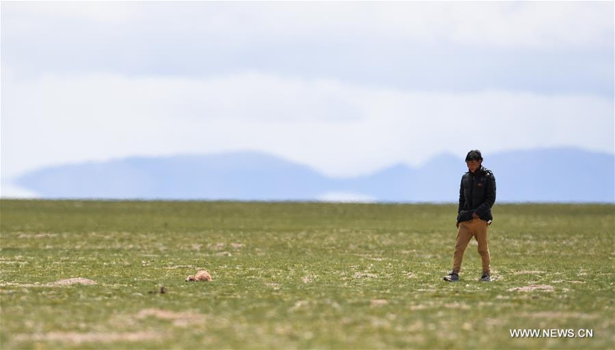 Number of Tibetan antelopes rises to over 200,000 at Changtang in Tibet