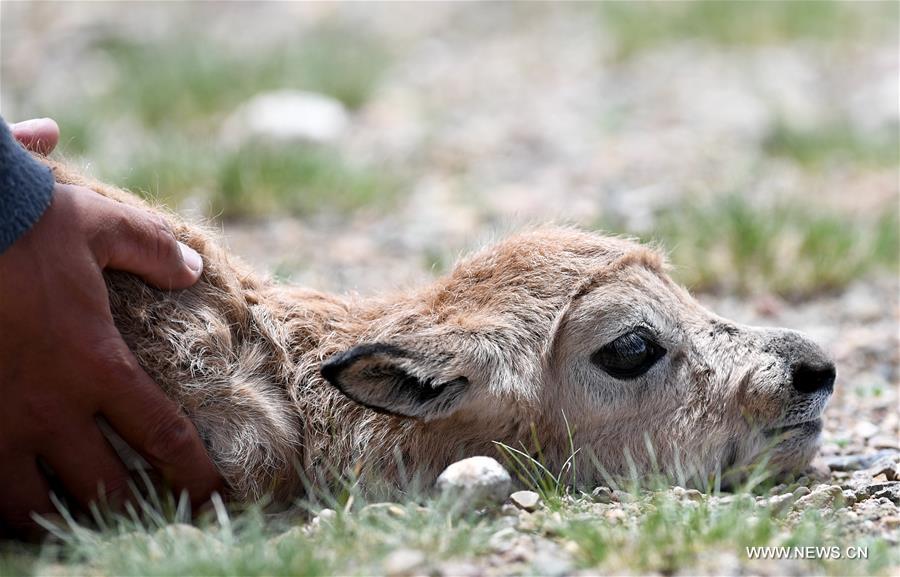 Number of Tibetan antelopes rises to over 200,000 at Changtang in Tibet