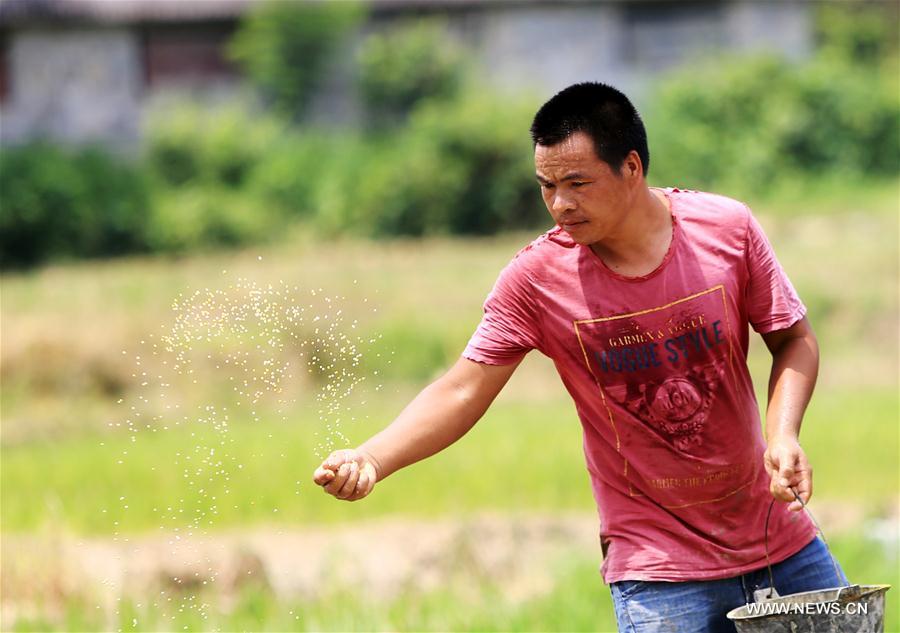 Chinese solar term 