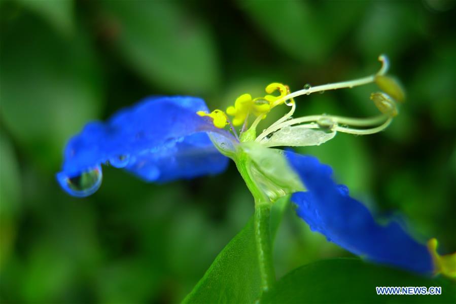 Flowers blossom after rainfall in E China's Shandong