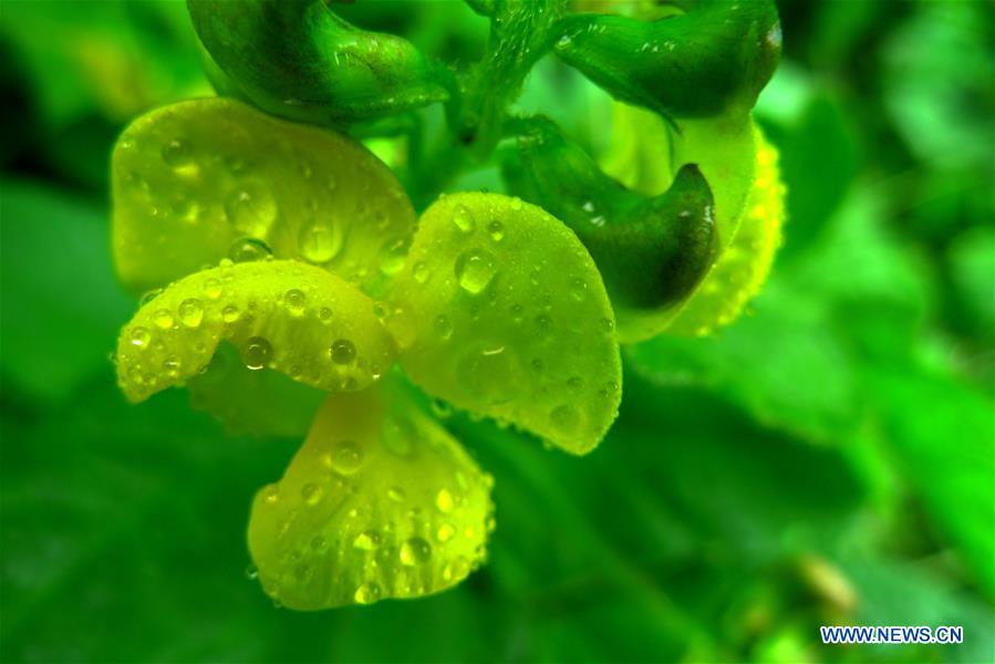 Flowers blossom after rainfall in E China's Shandong