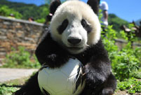 Pandas show off their 'soccer skills' ahead of World Cup
