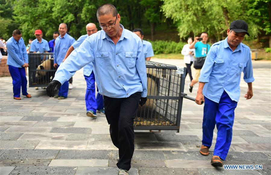 Two giant pandas arrive in NE China's Jilin