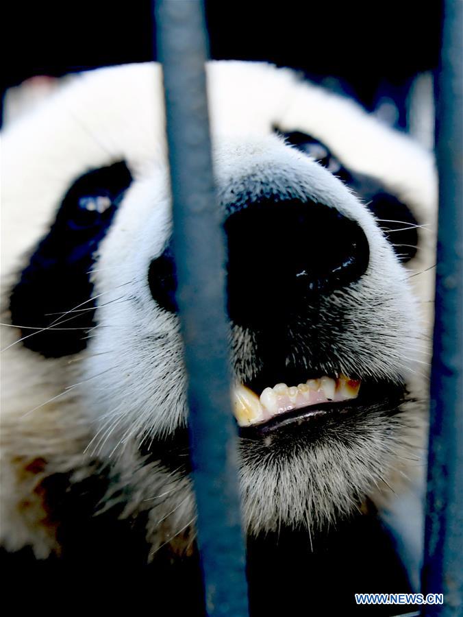 Two giant pandas arrive in NE China's Jilin
