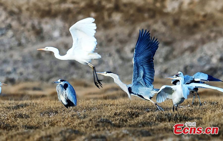 Northwestern wetland home to wild birds
