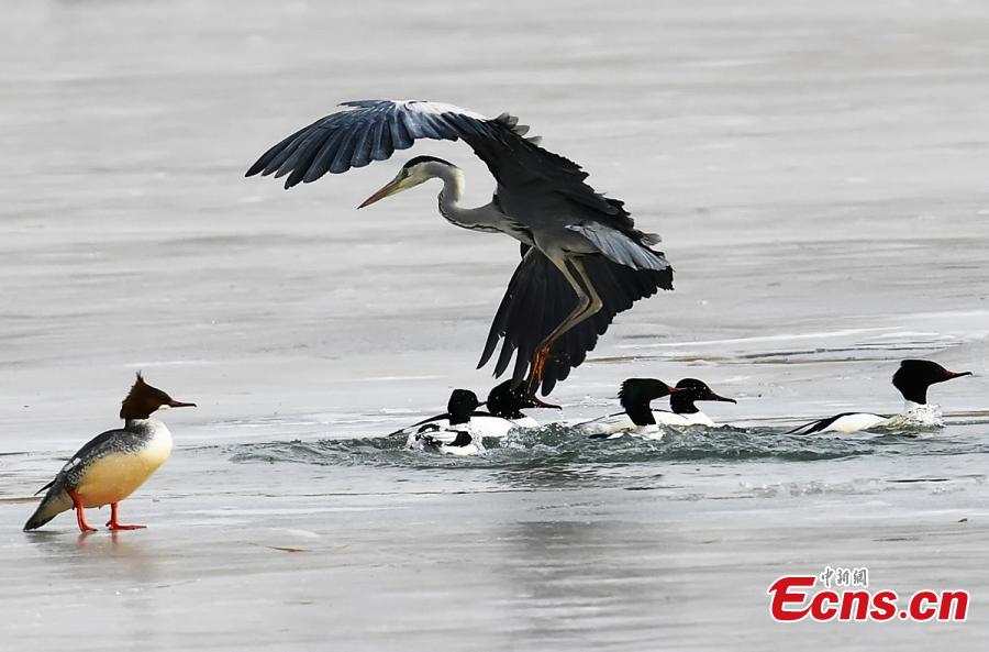 Northwestern wetland home to wild birds