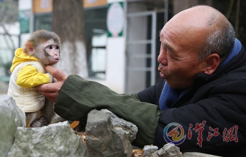 Snow monkey