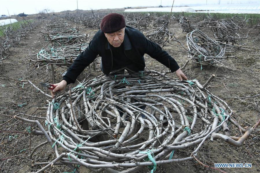 Peach orchard owner plants trees in shape of furniture in China's Shandong