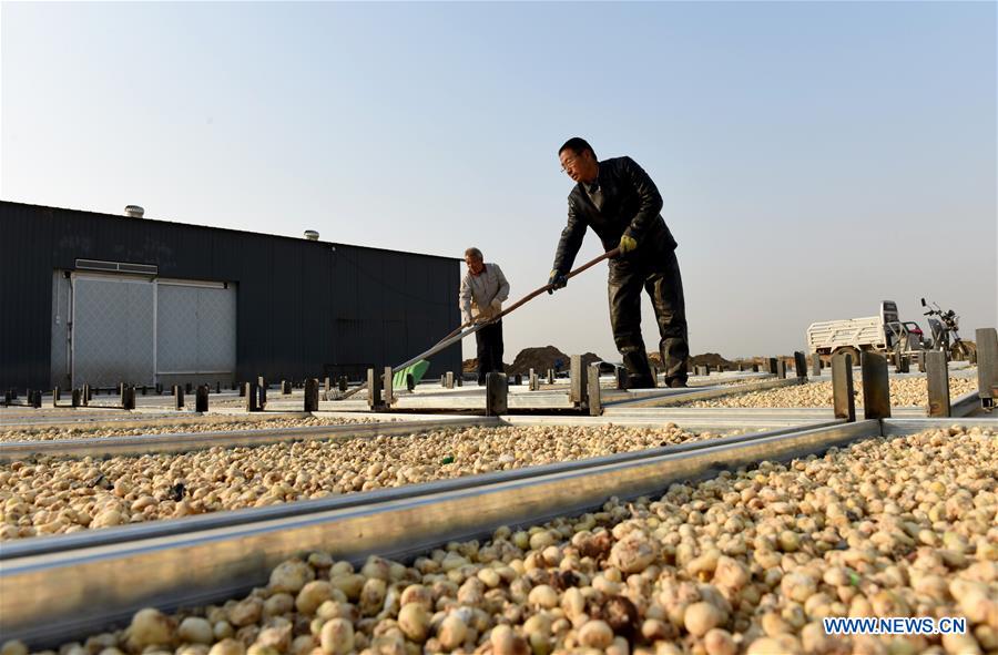 Planting of traditional Chinese herbal medicines helps boost local farmers' income in China's Hebei