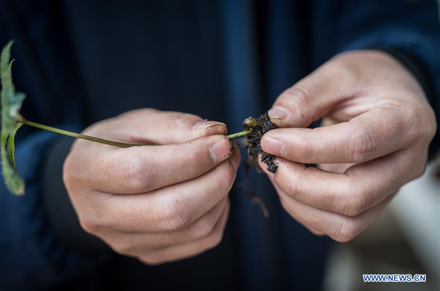 Local government makes efforts to develop panax notoginseng industry in Yunnan