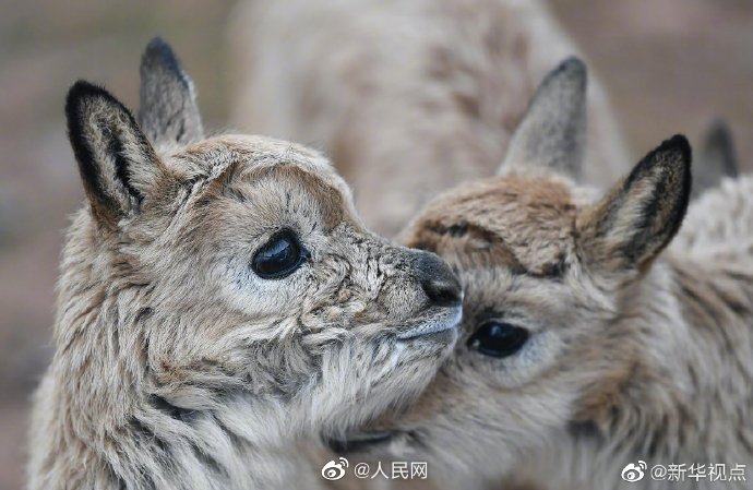 Eleven baby antelopes rescued in China's Hoh Xil