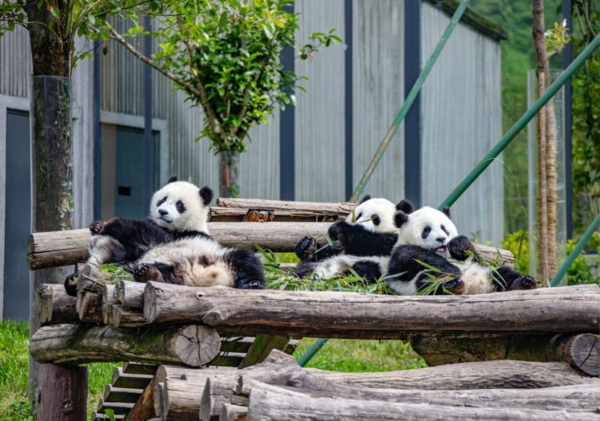 China’s national park system starts to yield fruits