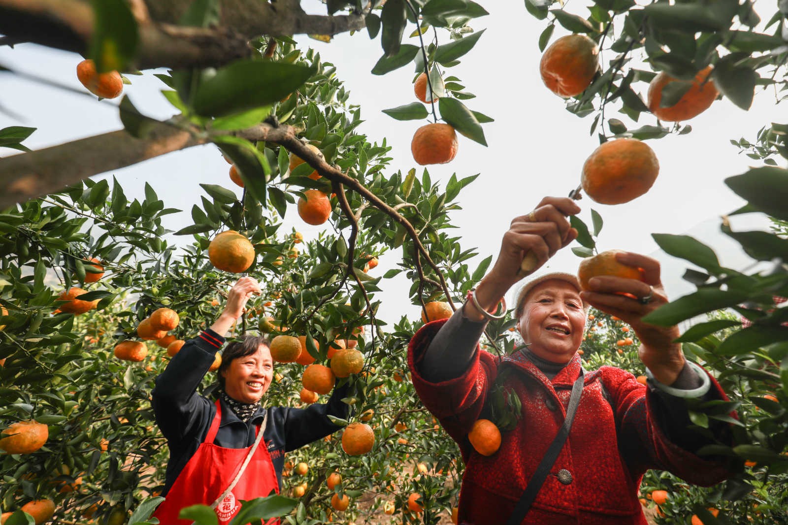 China removes all 832 impoverished counties from poverty list
