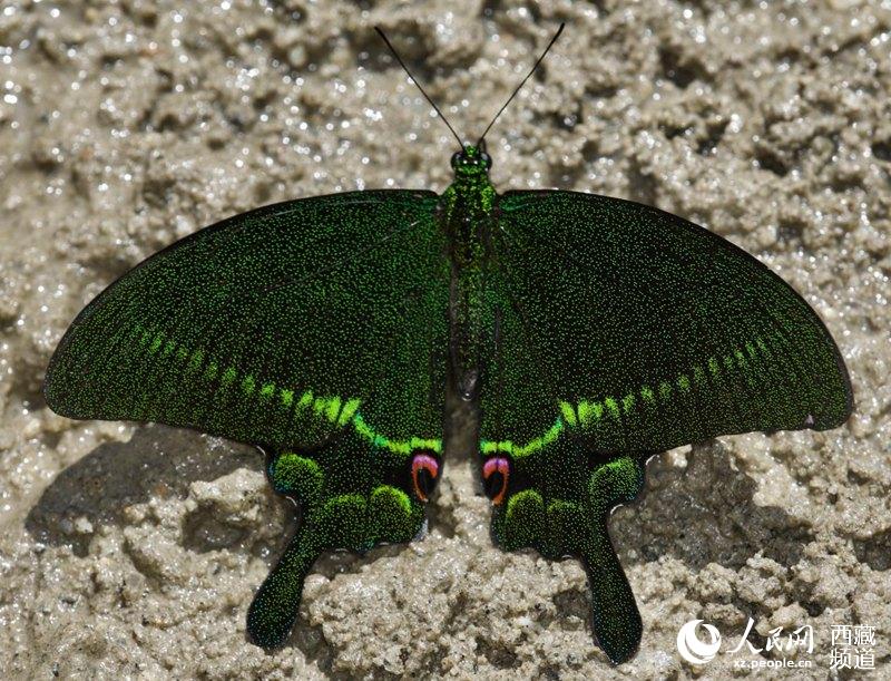 Tibet becomes home to 569 species of butterflies