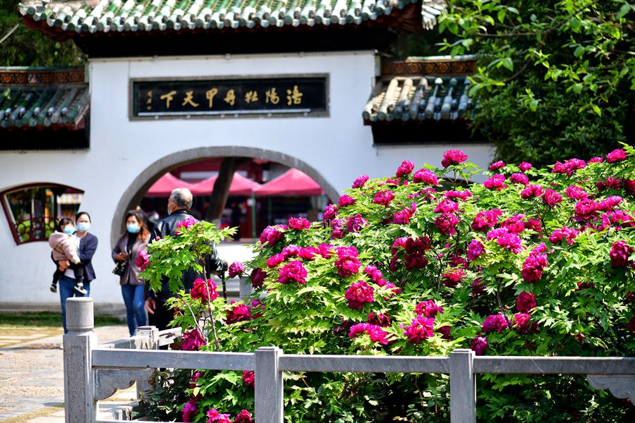 Peony cultural festival held in central China's Luoyang