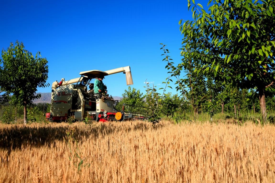 More harvests but less water consumption in China