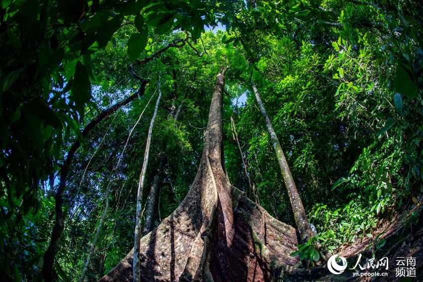 A trip to China’s northernmost tropical forest in SW Yunnan province