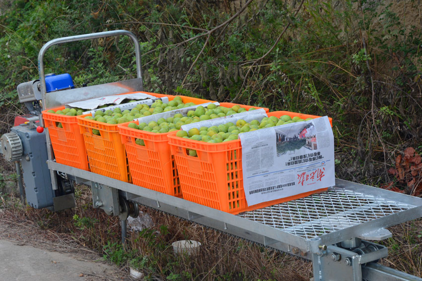 Small fruits drive growth of agricultural industry in Wenchuan, SW China
