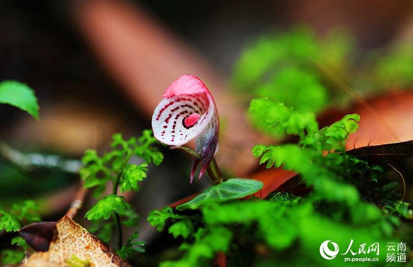 Yunnan’s Xiaoheishan Provincial Nature Reserve: ideal habitat for rare wild plants