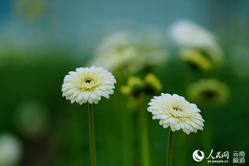 City in SW China’s Yunnan makes headway in flower breeding