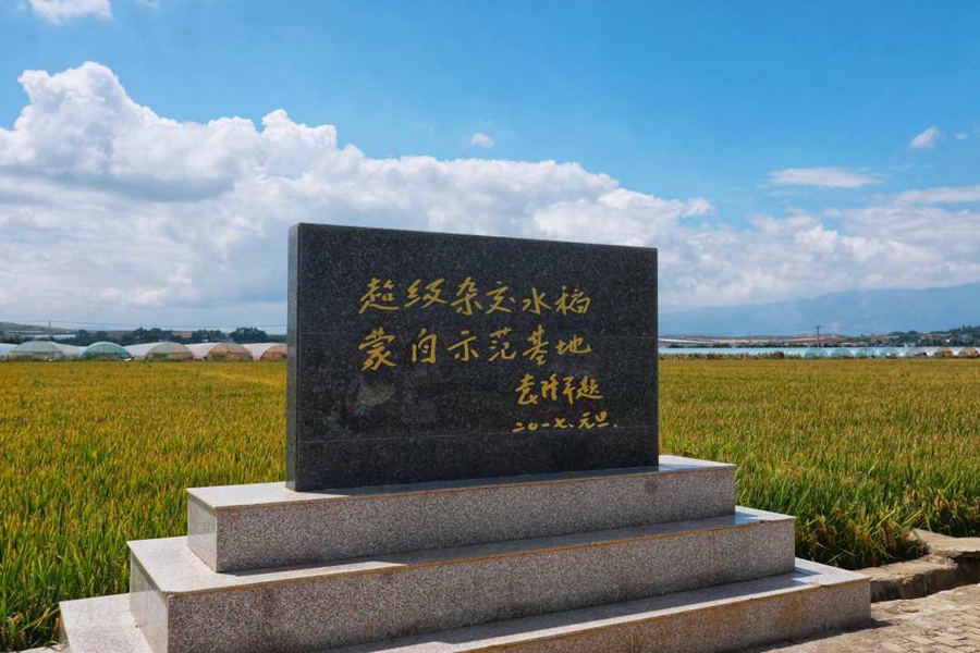 Super hybrid rice variant achieves unit yield of over 1,100 kg in Yunnan