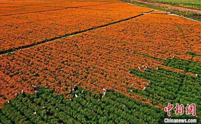 Marigold boost incomes for farmers in NW China’s Gansu
