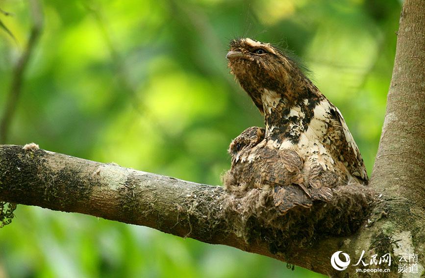 Paradise of birds: Tongbiguan provincial nature reserve in SW China’s Yunnan
