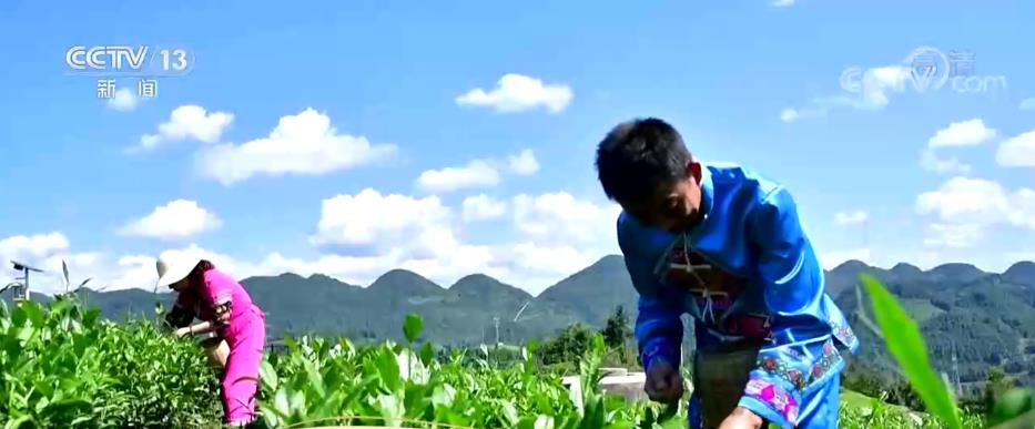 Mountain village in central China becomes a scenic spot focusing on tea culture