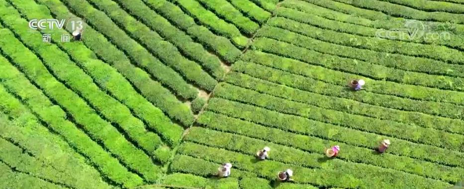 Mountain village in central China becomes a scenic spot focusing on tea culture