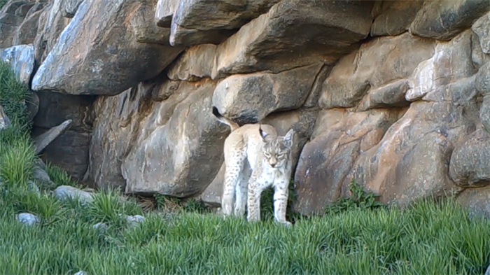 China’s Qilian Mountain National Park: home to a wide variety of rare wild animals